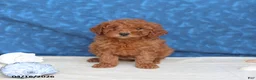 Goldendoodle dogs for sale: Brandy - Ad 4