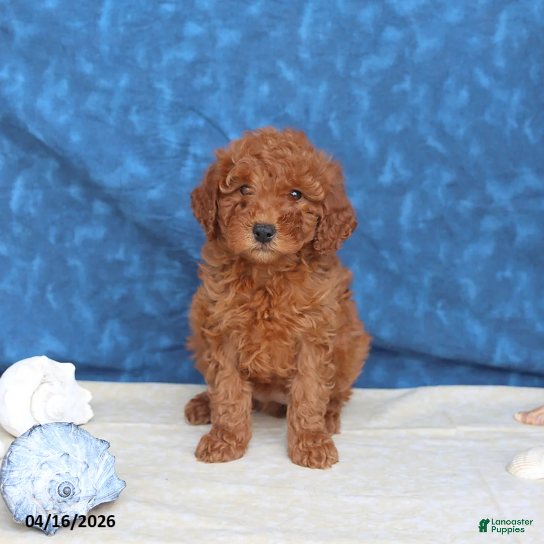 Goldendoodle dogs for sale: Brandy - Ad 4
