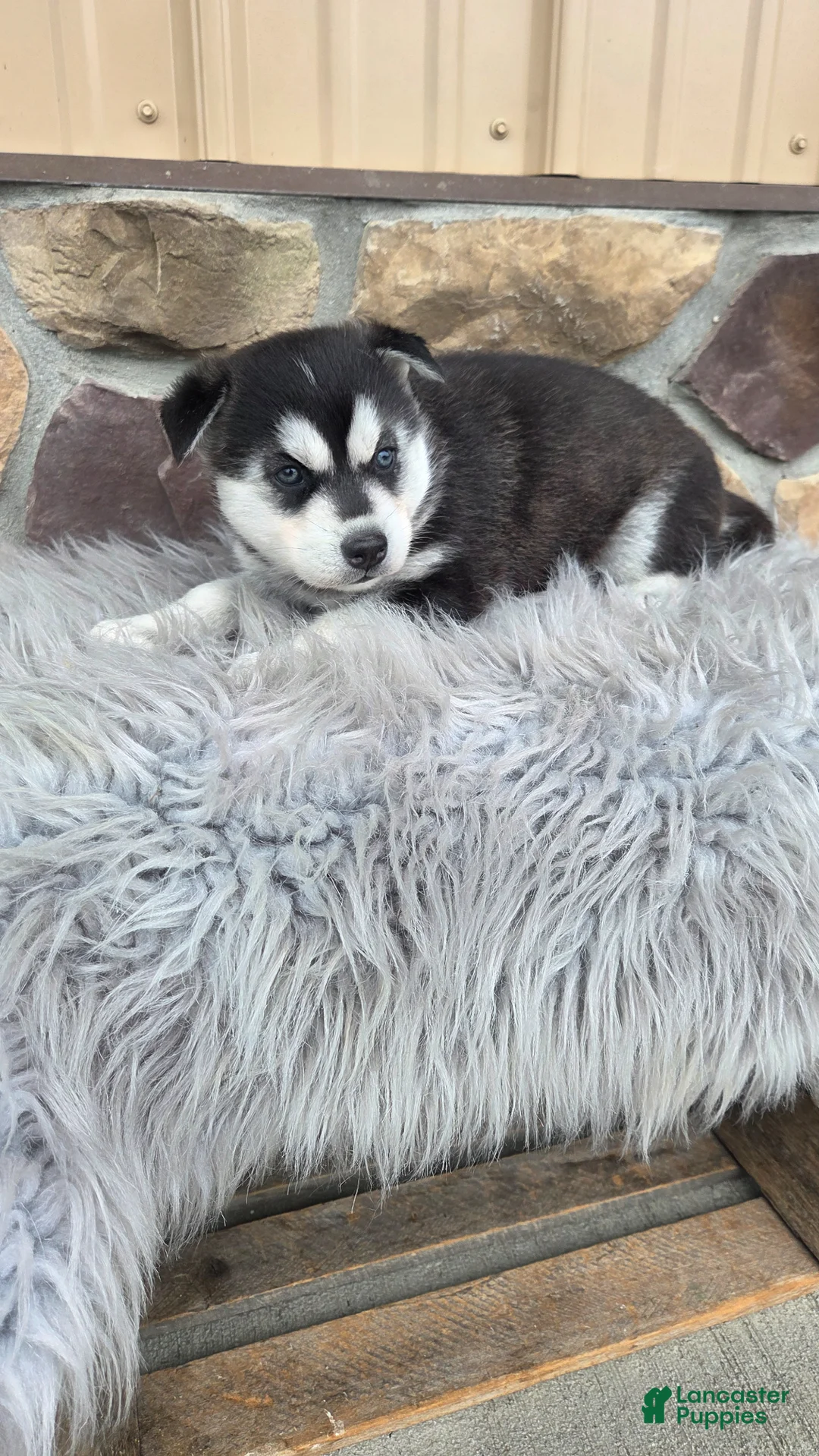 Siberian Husky dogs for sale: Callie - Ad 2