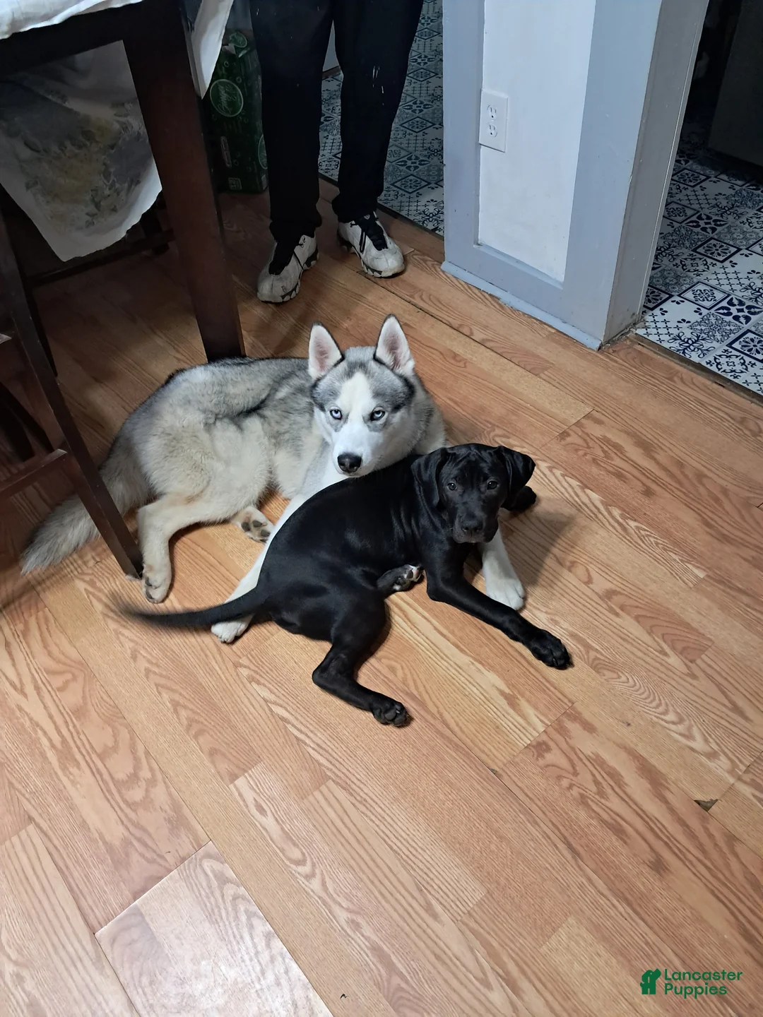 Mixed Breed dogs for sale: Mixed Breed Puppy 1 - Ad 2