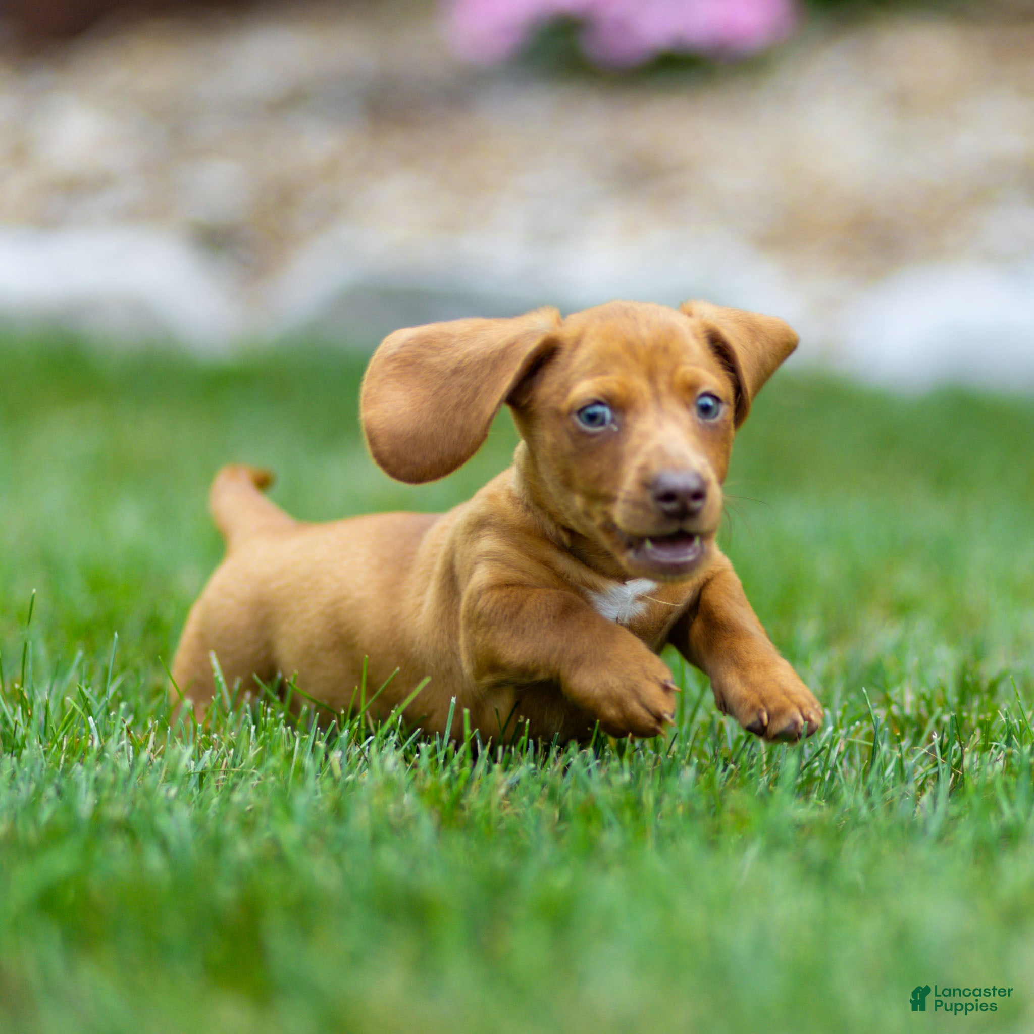 Miniature Dachshund dogs Mylan Miniature Dachshund  - Ad 2