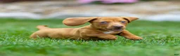 Miniature Dachshund dogs for sale: Mylan Miniature Dachshund  - Ad 9