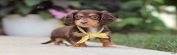 Miniature Dachshund dogs for sale: Grover - Ad 11