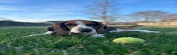Basset Hound dogs for sale: Teddy - Ad 13