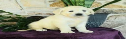 Golden Retriever dogs for sale: Dustin - Ad 2