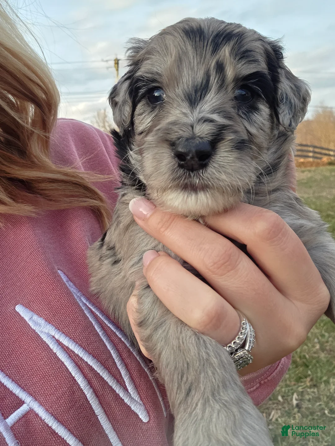 Mini Aussiedoodle dogs for sale: Chace  - Ad 2