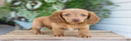 Dachshund dogs for sale: Winston - Ad 9