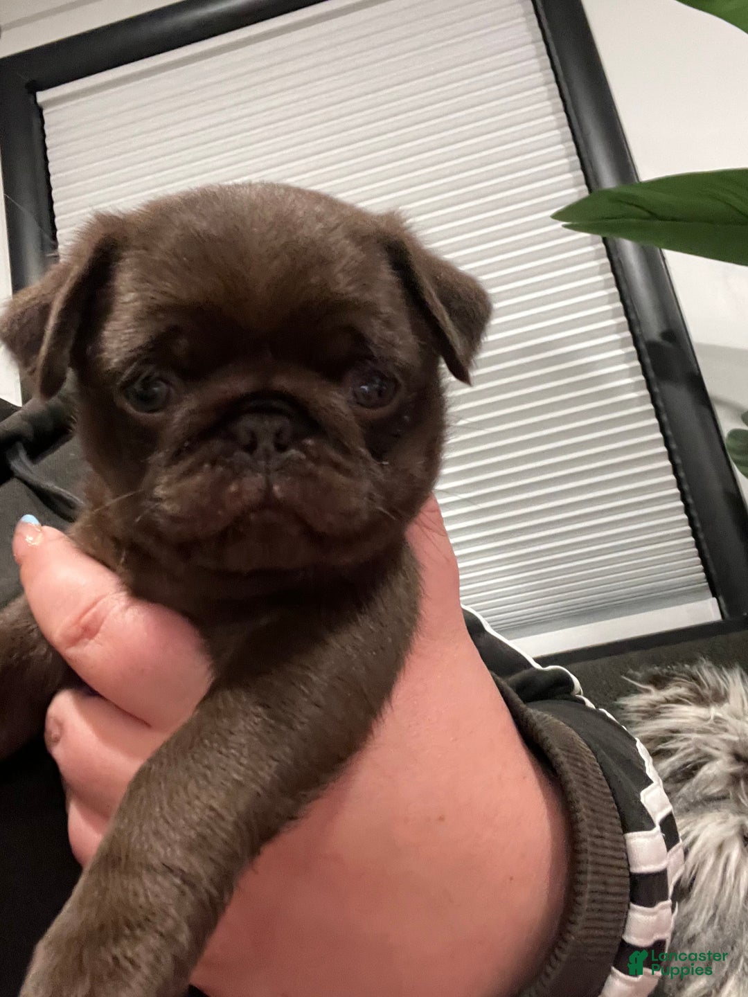 Pug dogs for sale: Chocolate  - Ad 4