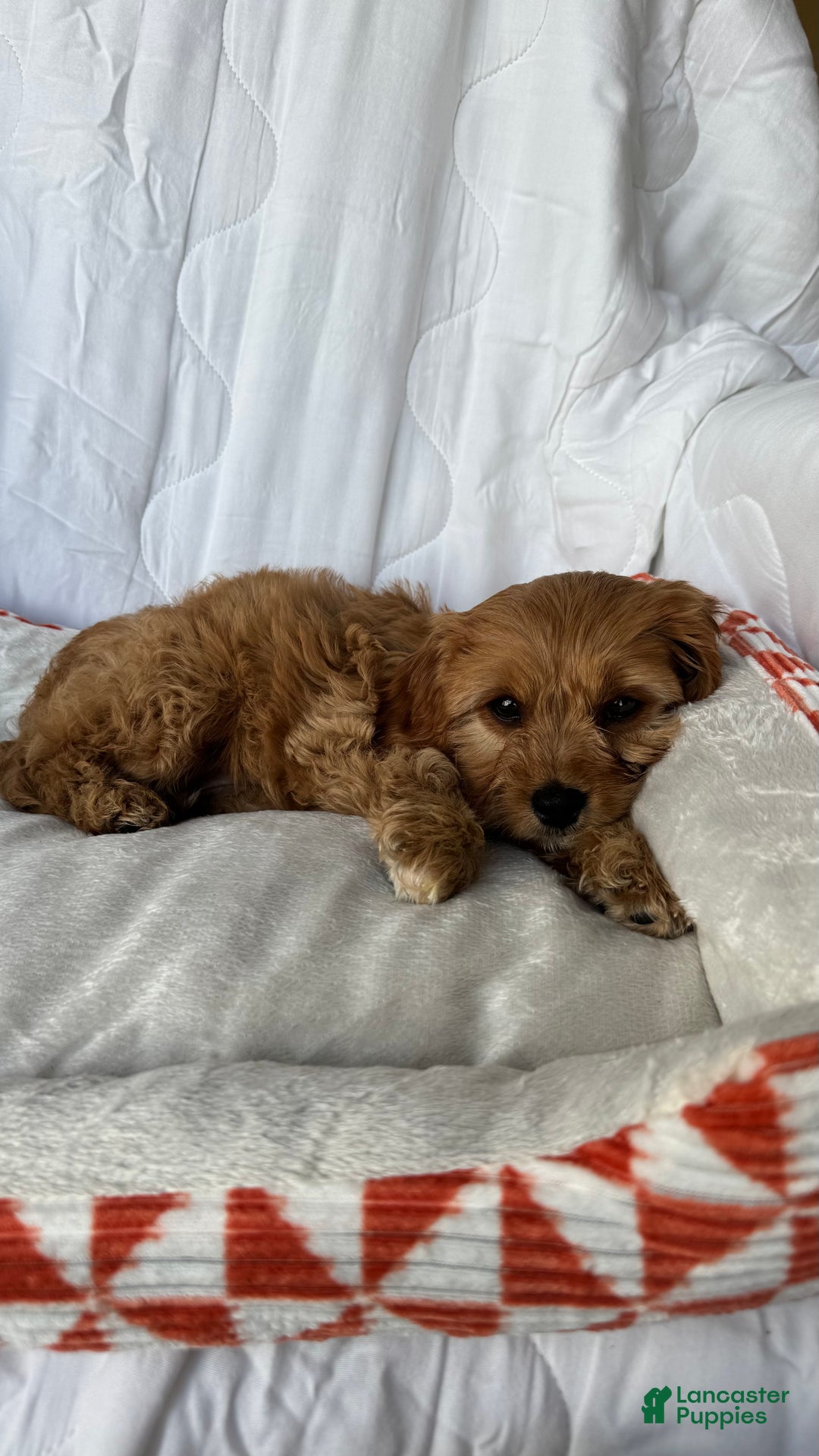 Cockapoo dogs for sale: Oliver – The “Emotional Support Bear” You’ll Fall in Love With 🧡🐾 - Ad 11