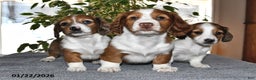 Miniature Dachshund dogs for sale: Millie - Ad 5