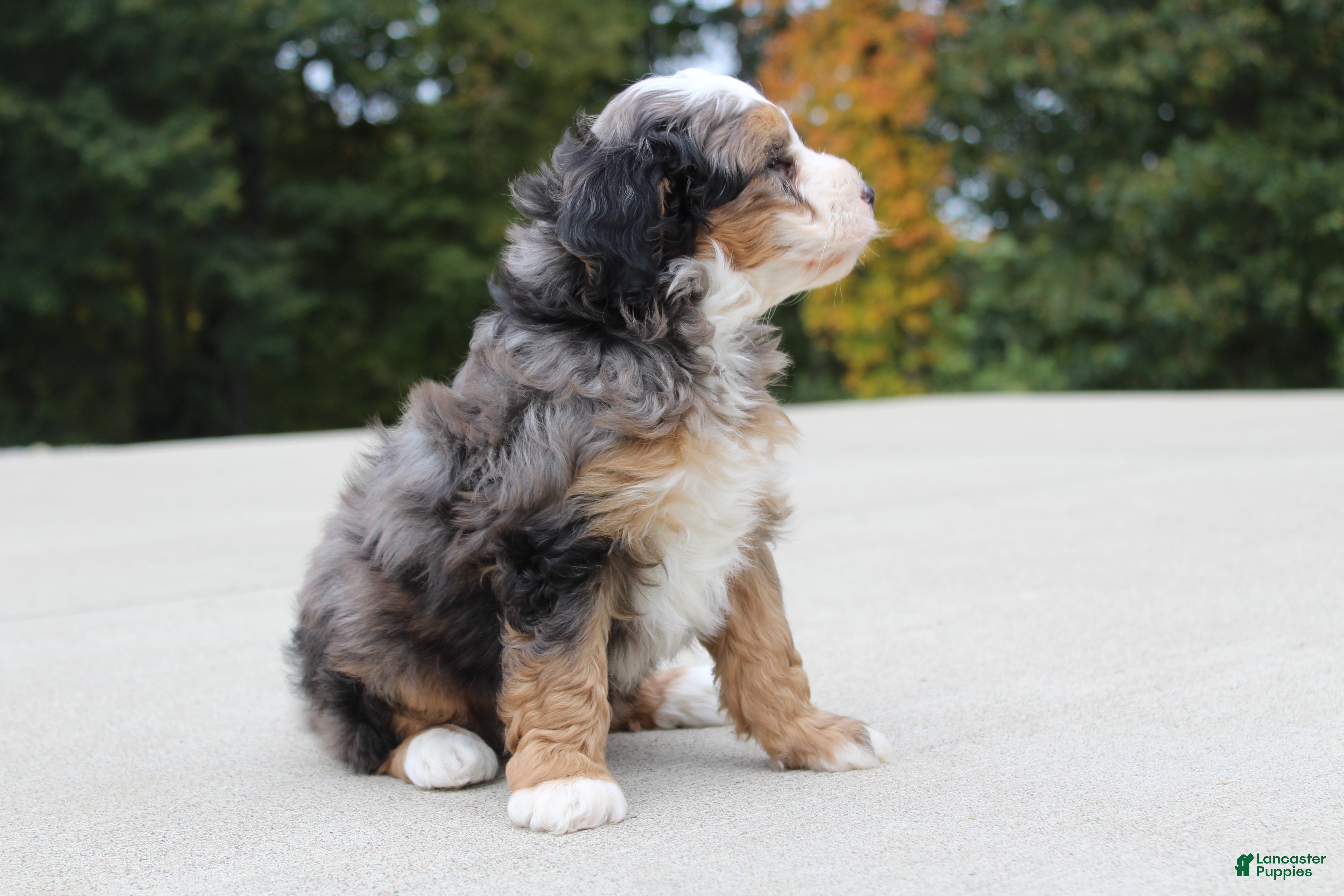 Mini Bernedoodle dogs Rodger - Ad 1