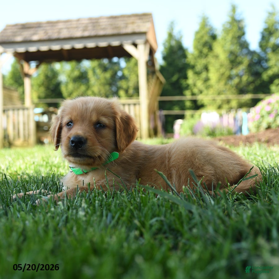 Golden Retriever dogs Harper - Ad 2