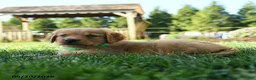 Golden Retriever dogs for sale: Harper - Ad 2