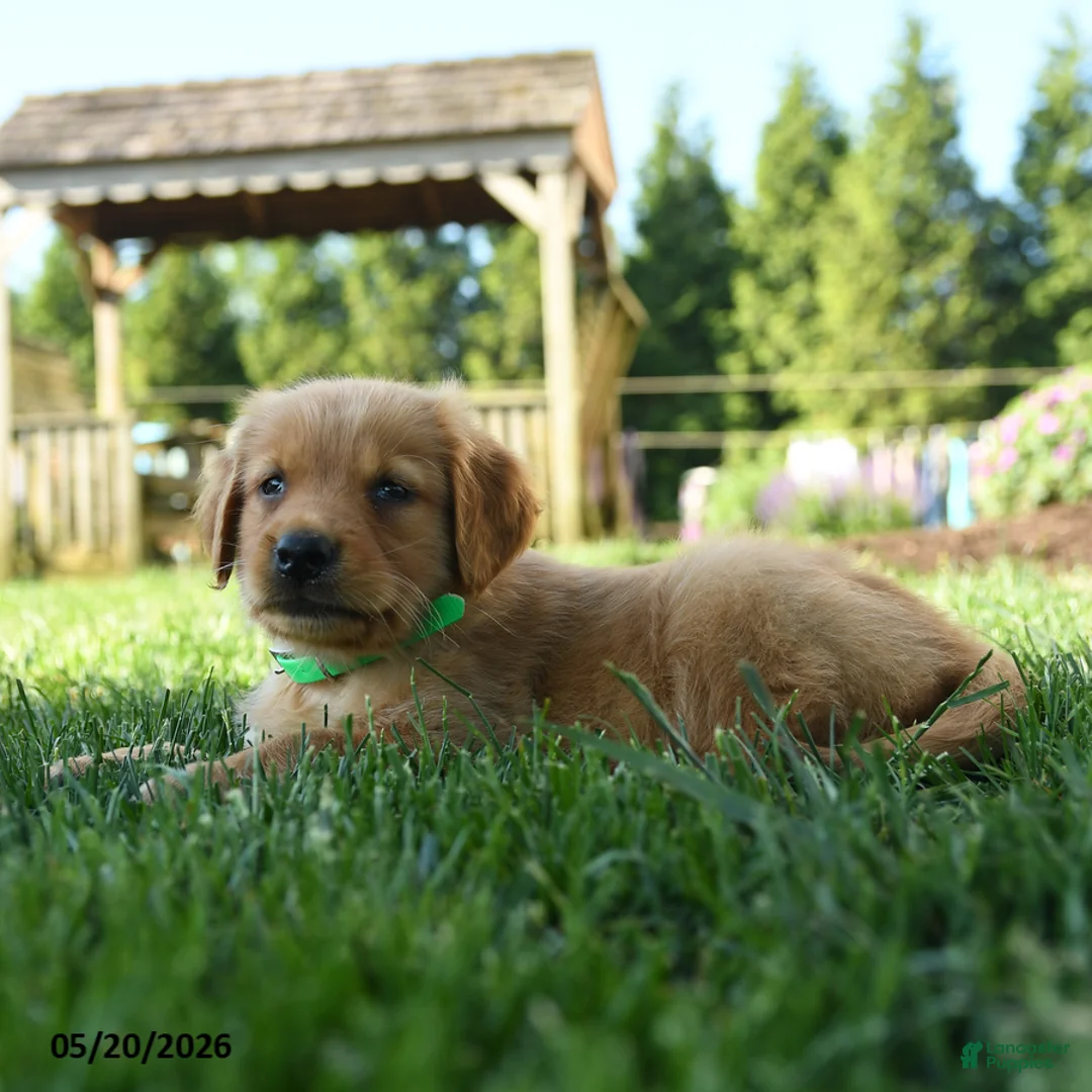 Golden Retriever dogs for sale: Harper - Ad 2