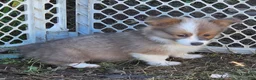 Welsh Corgi Pembroke dogs for sale: Dazzling Danny - Ad 25