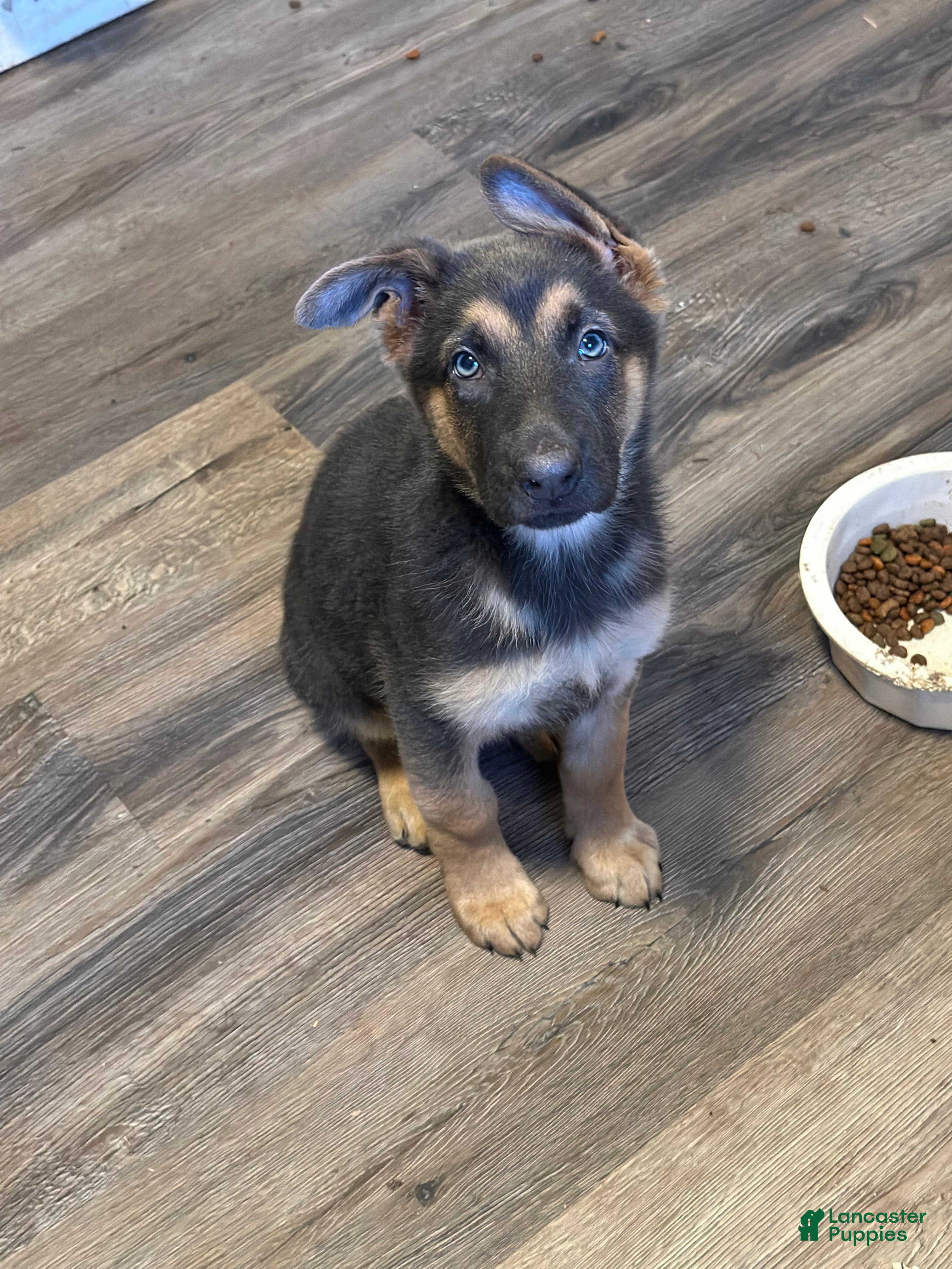 German Shepherd dogs Yellow collar  - Ad 8