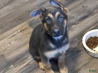 German Shepherd dogs Yellow collar - Ad 8