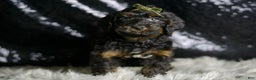 Yorkiepoo dogs for sale: Christian - Ad 2
