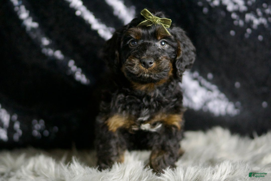 Yorkiepoo dogs for sale: Christian - Ad 2
