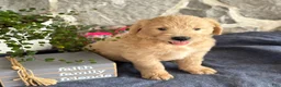 Goldendoodle dogs for sale: Nigel - Ad 11