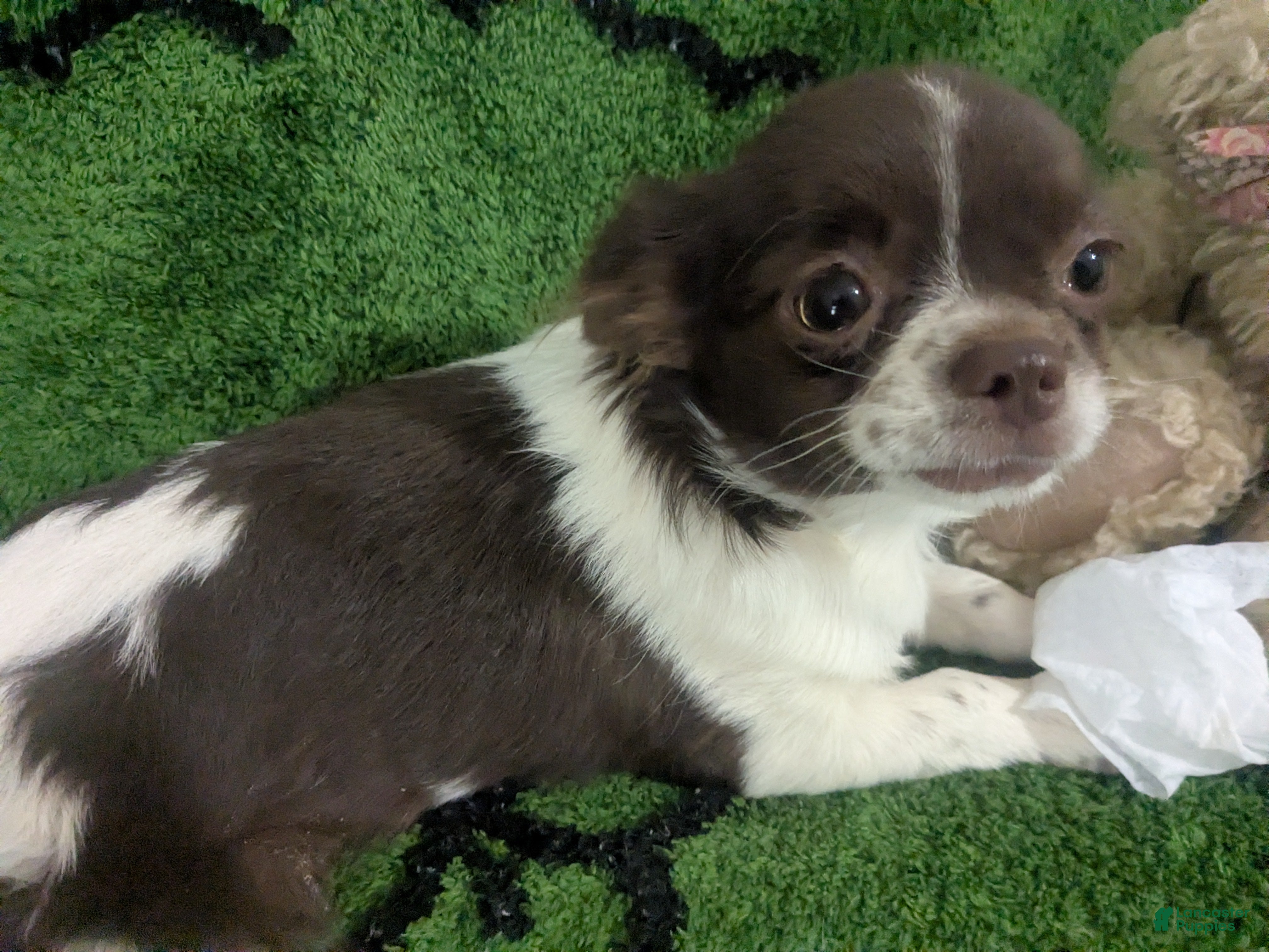 Chihuahua dogs for sale: Full AKC   Faith   - Ad 6