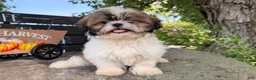 Shih Tzu dogs for sale: Queenie Shih Tzu  - Ad 8