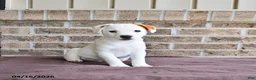 Jack Russell Terrier dogs for sale: Captain - Ad 3