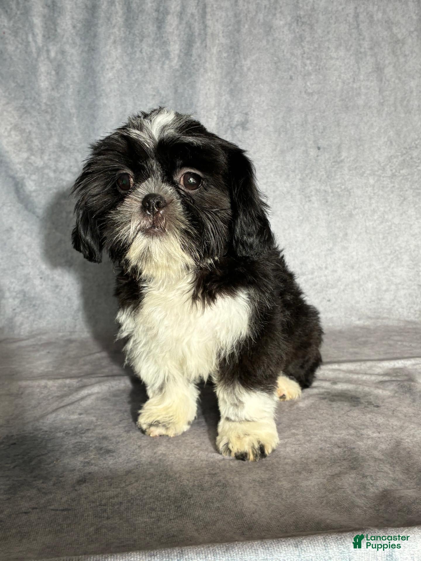 Shih Tzu dogs Glenn - Ad 2