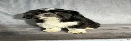 Shih Tzu dogs for sale: Glenn - Ad 2