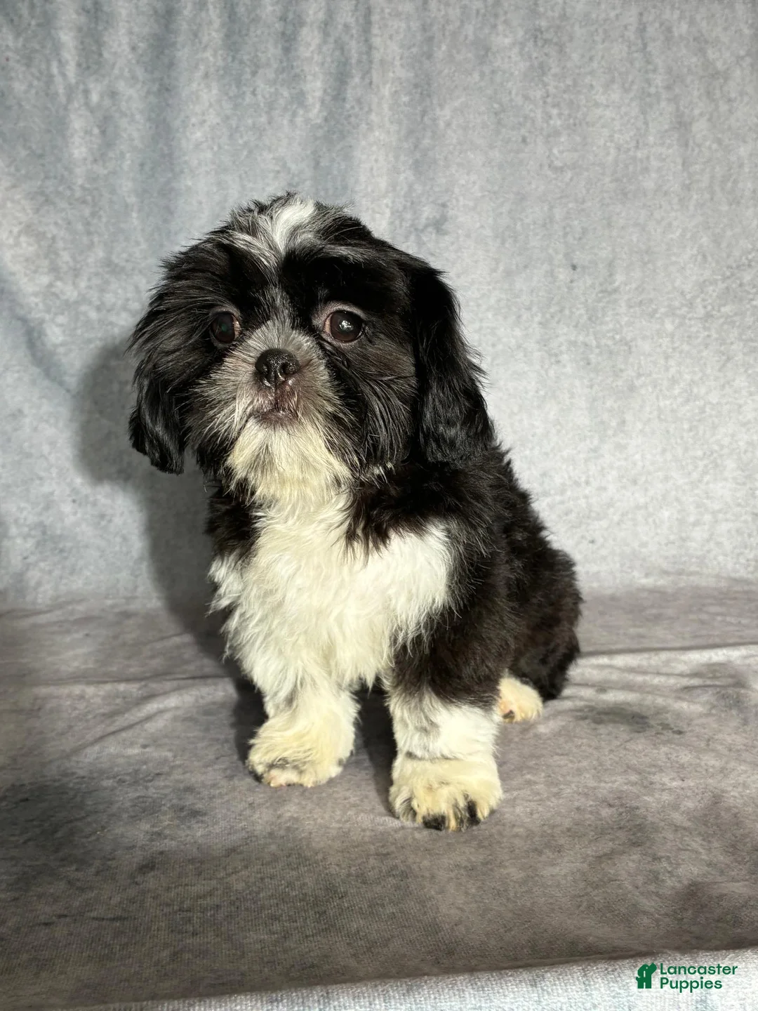 Shih Tzu dogs for sale: Glenn - Ad 2