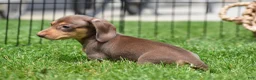Miniature Dachshund dogs for sale: Frankie - Ad 3