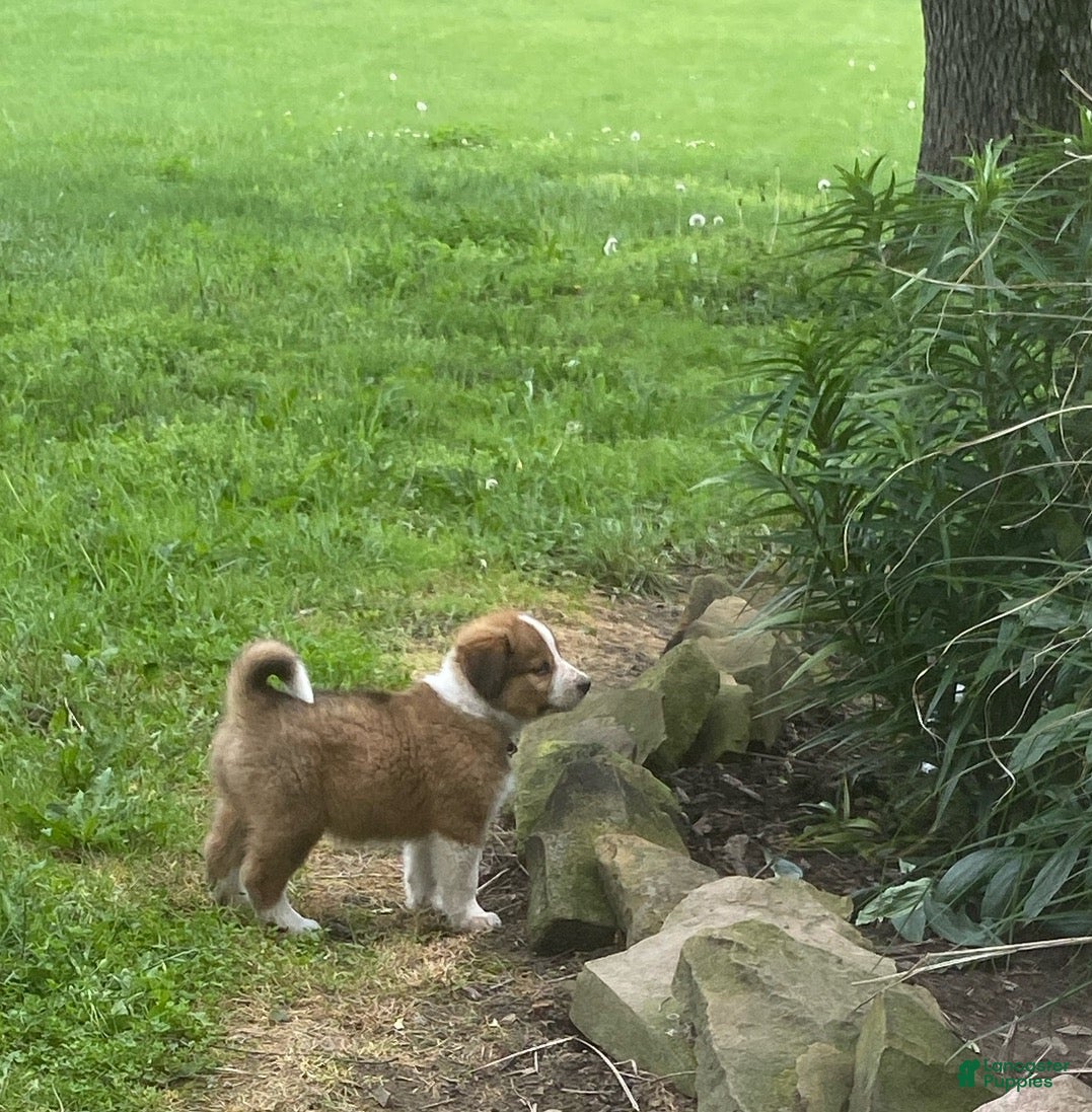 Mixed Breed dogs for sale: ♥️HAPPY GIRL HEIDI♥️ - Ad 6