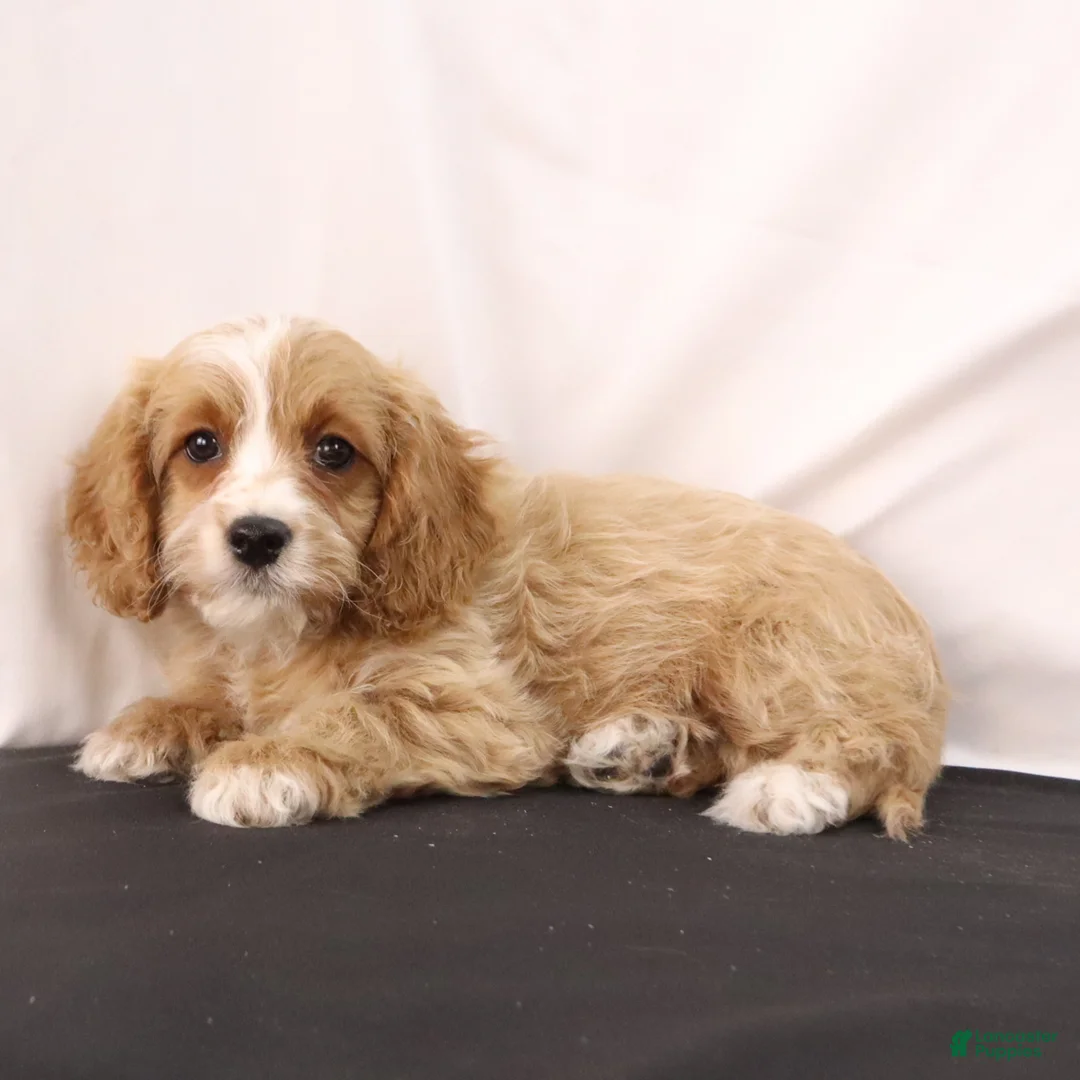 Cavapoo dogs for sale: Lilly - Ad 7