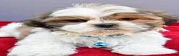Shih Tzu dogs for sale: Skipper - Ad 4