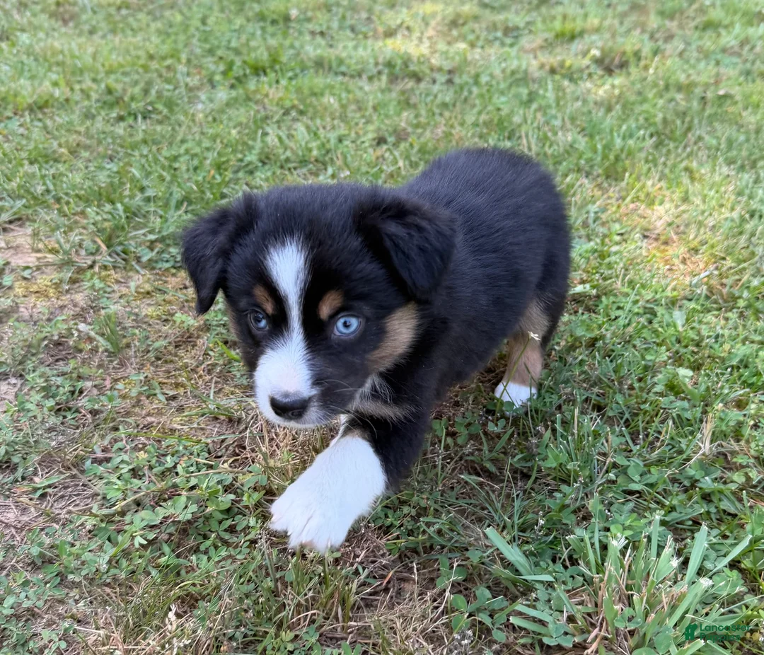 Australian Shepherd dogs for sale: Tinker Bell - Ad 1