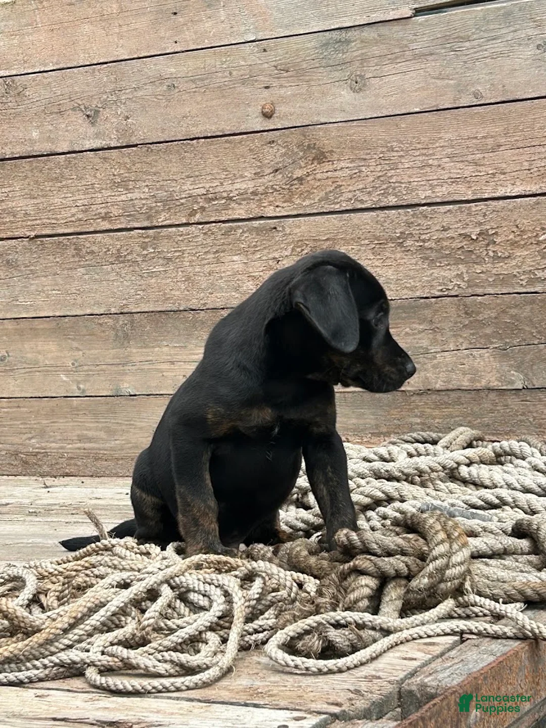 Mixed Breed dogs for sale: Thor - Ad 2