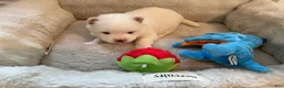 Pomsky dogs for sale: Othello - Ad 4