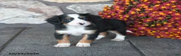 Mini Bernedoodle dogs for sale: Violet - Ad 4