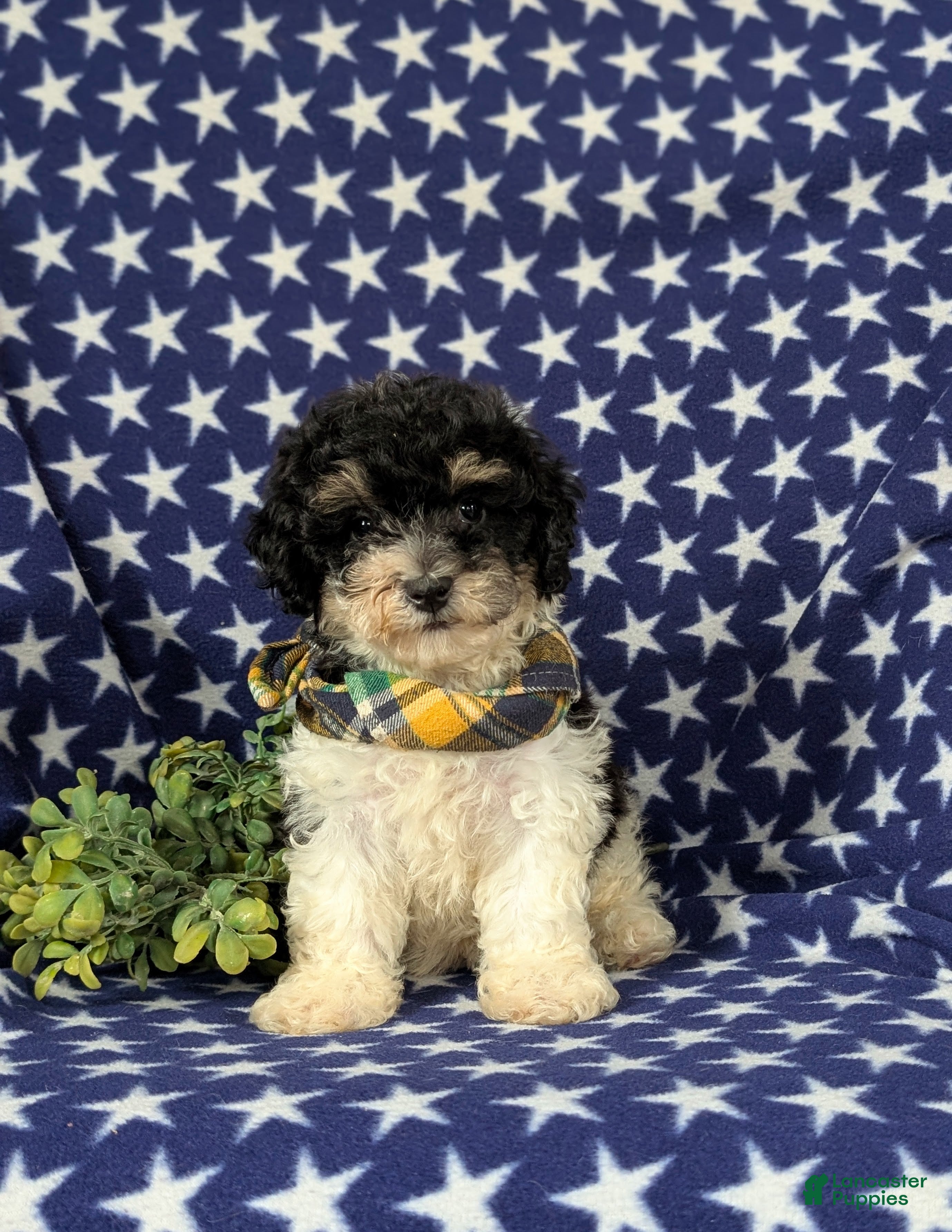 Bichpoo dogs Cassidy - Ad 2