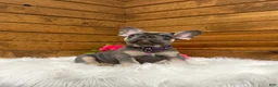 French Bulldog dogs for sale: Ellie - Ad 5