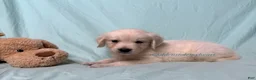 Golden Retriever dogs for sale: Misty - Ad 5