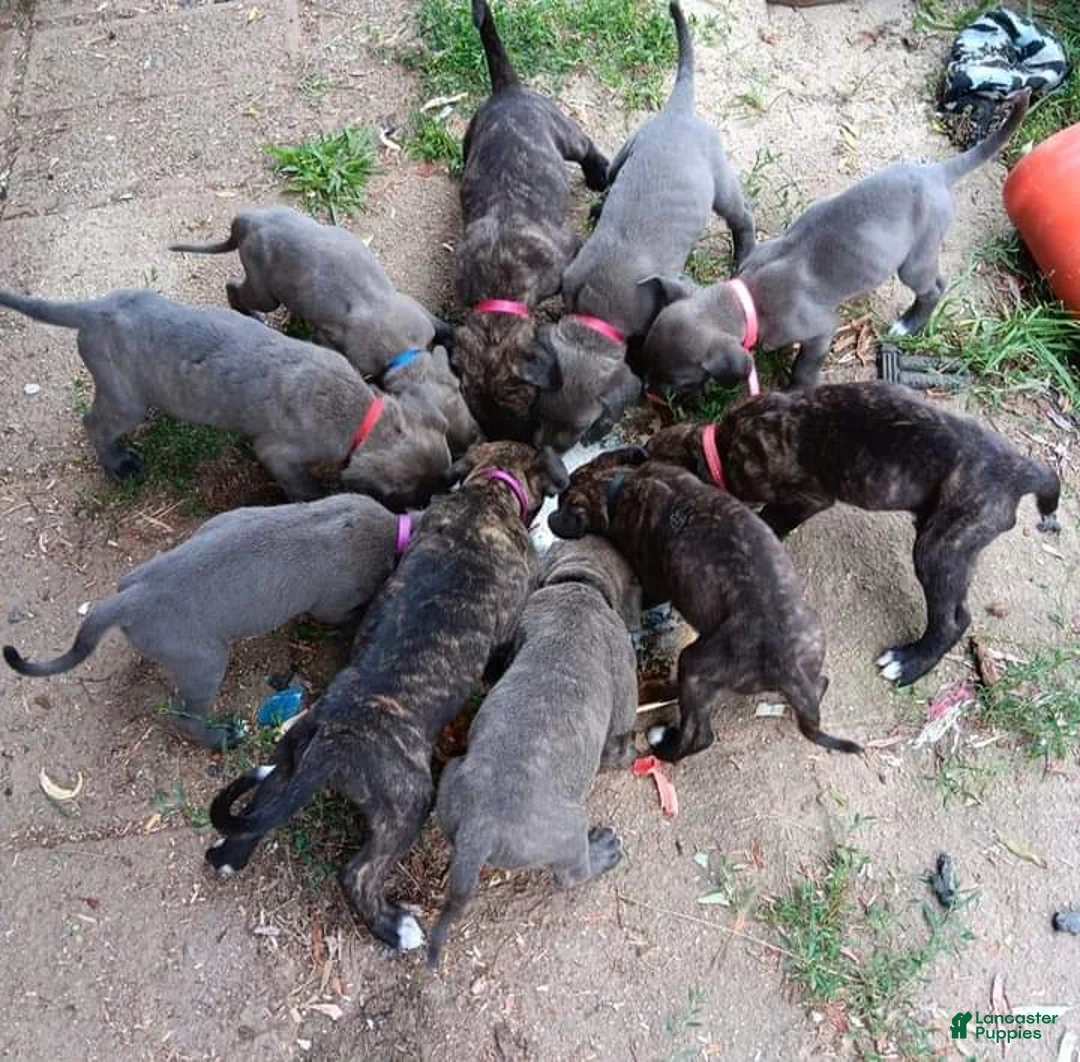 Gallery Image {{count}}