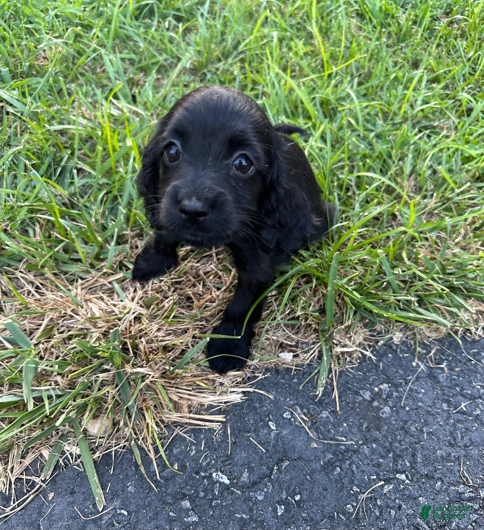Mixed Breed dogs Fiona - Ad 8
