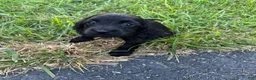 Mixed Breed dogs for sale: Fiona - Ad 1