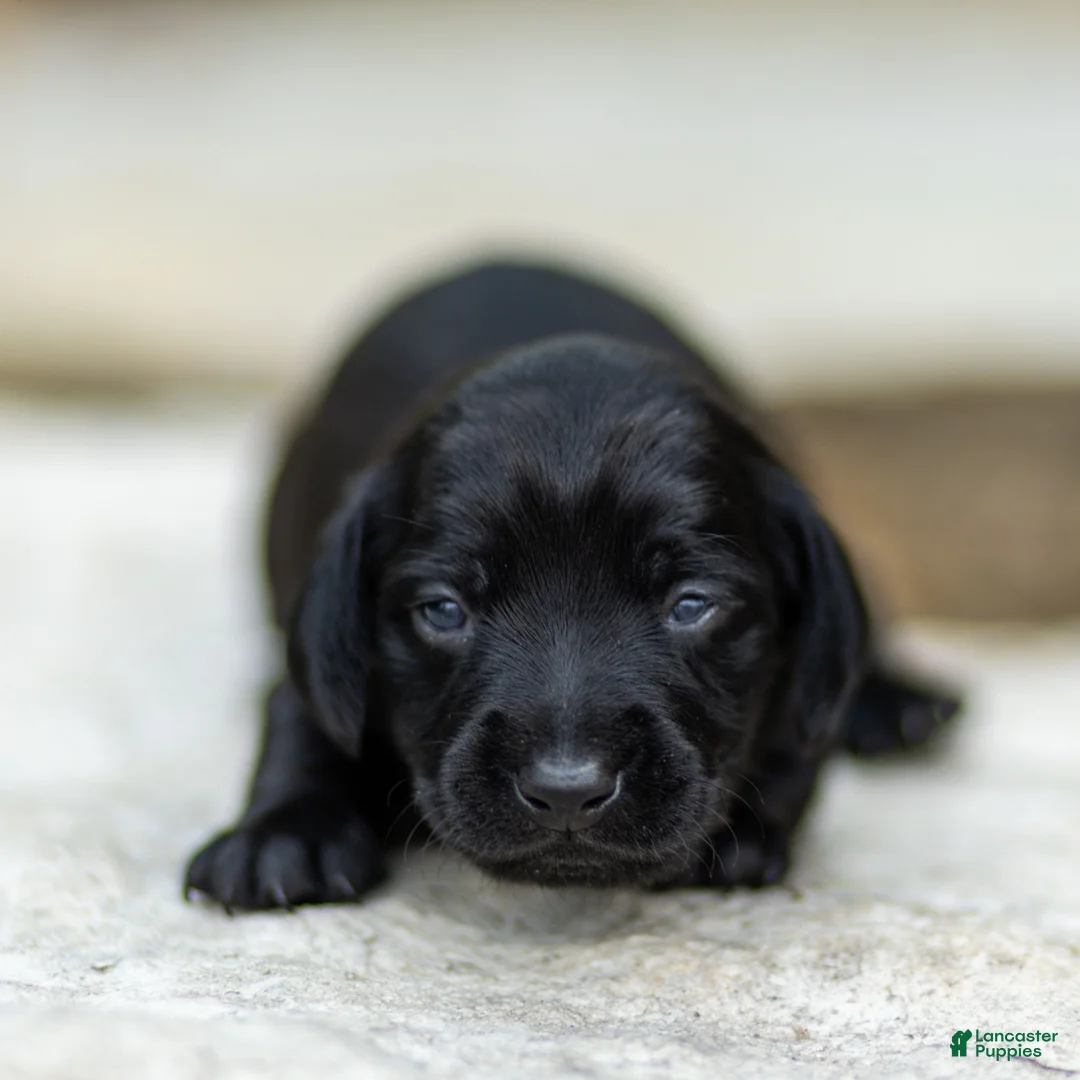 Miniature Dachshund dogs for sale: Pansy Miniature Dachshund  - Ad 1