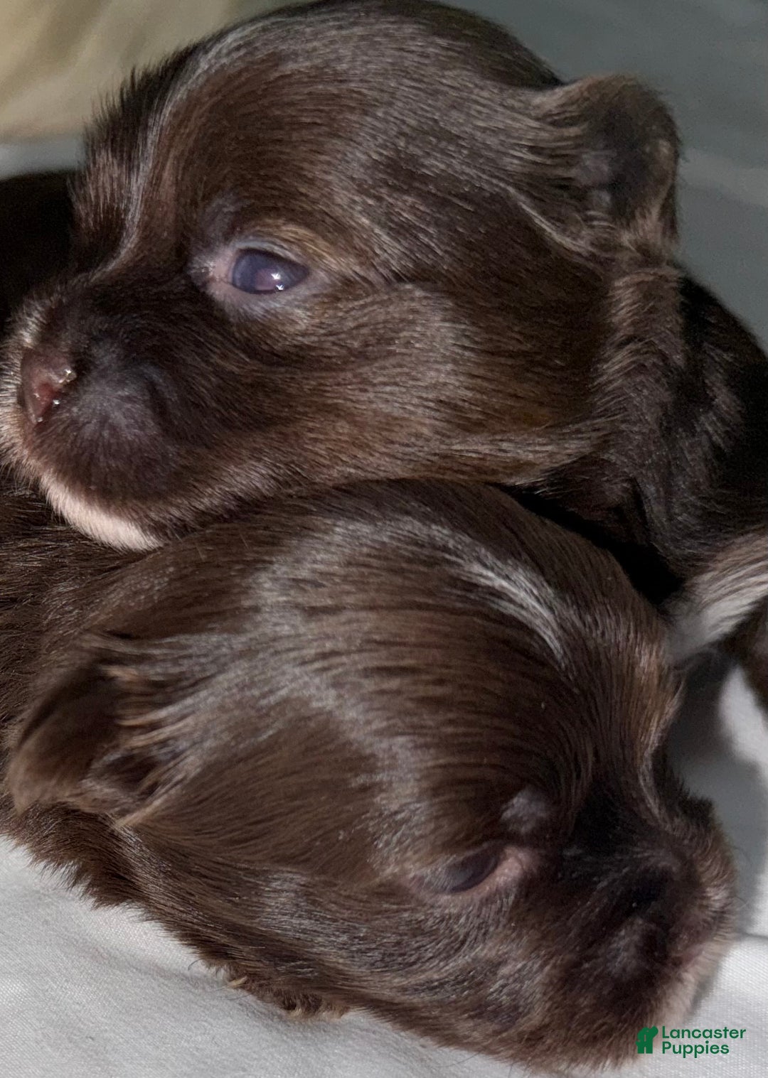 Yorkshire Terrier dogs for sale: Snickers  - Ad 2