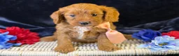 Cavapoo dogs for sale: Reef - Ad 5