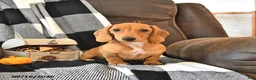 Miniature Dachshund dogs for sale: Hunter - Ad 5