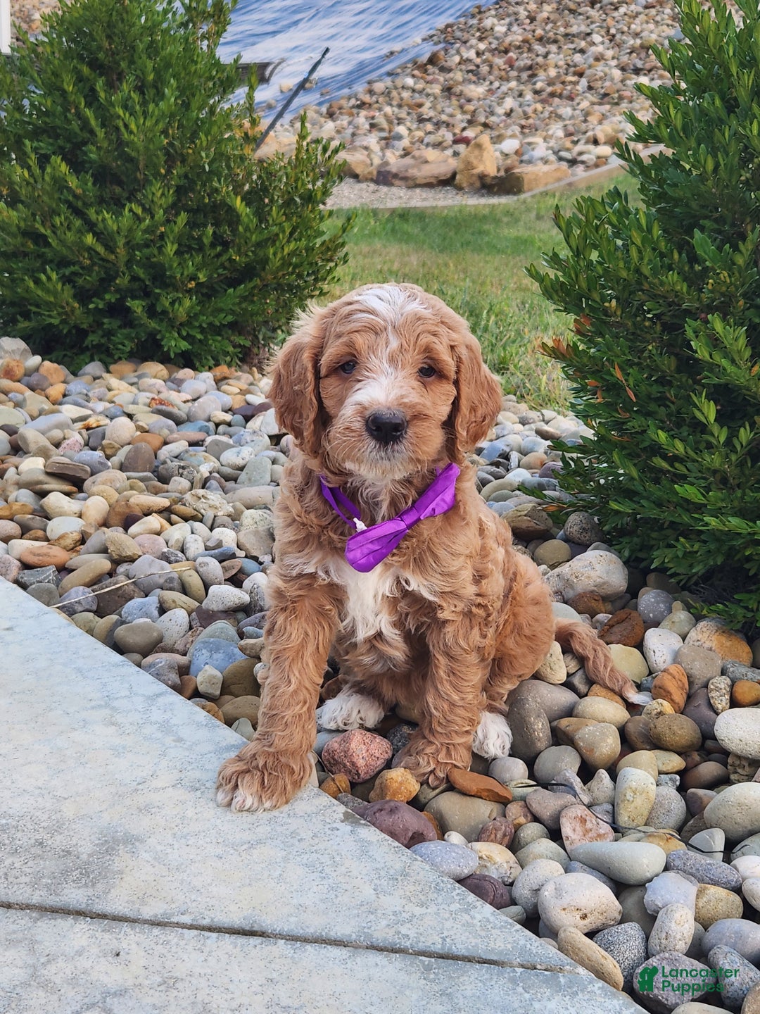 Goldendoodle dogs for sale: Daisy - Ad 11
