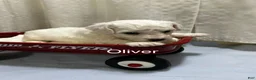Bichon Frise dogs for sale: Bichon Frise 1 Oliver - Ad 2